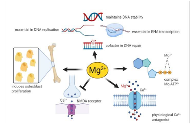 Některé účinky magnesia v lidském těle (Fiorentini et al., 2021)