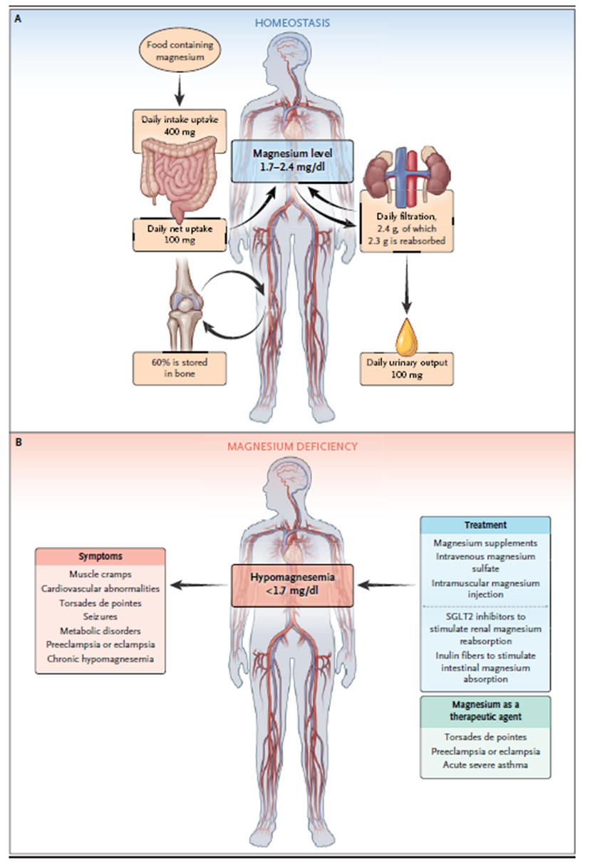 Homeostáza Mg2+, příznaky a symptomy hypomagnezemie, terapeutické přístupy (Touyz et al., 2024)